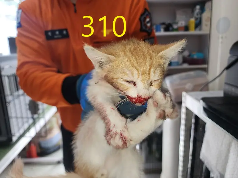 한국 고양이 보호중 사진