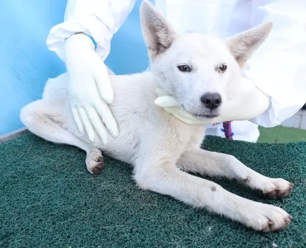 믹스견 보호중 사진