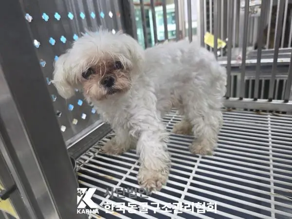 말티즈 보호중 사진