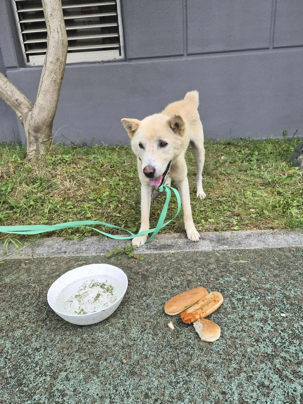 믹스견 보호중 사진