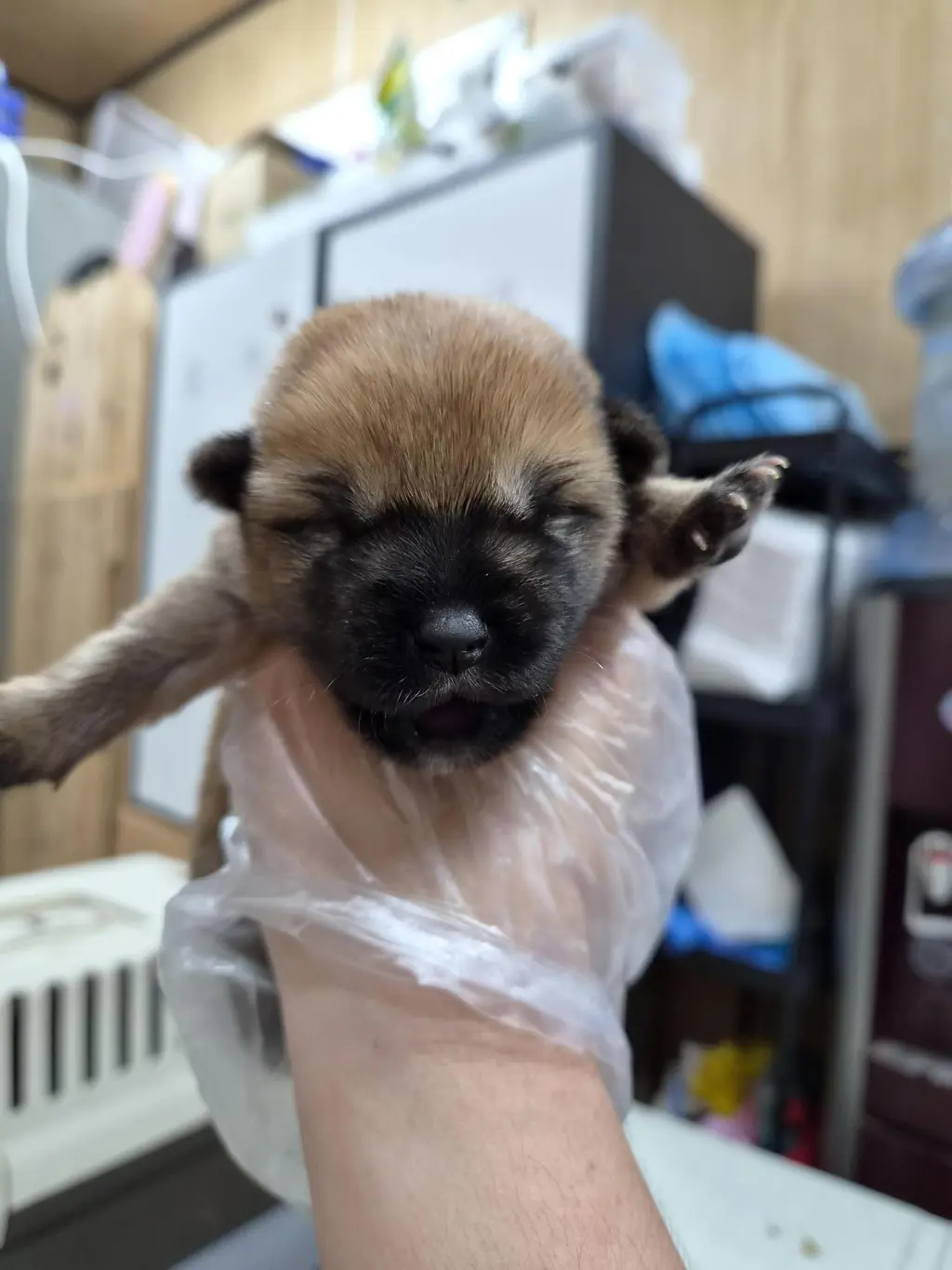 믹스견 보호중 사진