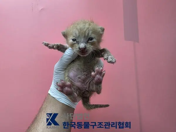 한국 고양이 보호중 사진