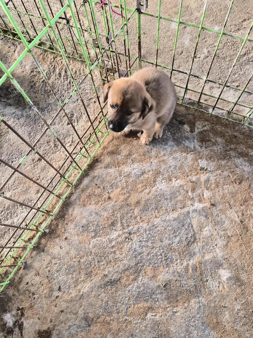 믹스견 보호중 사진