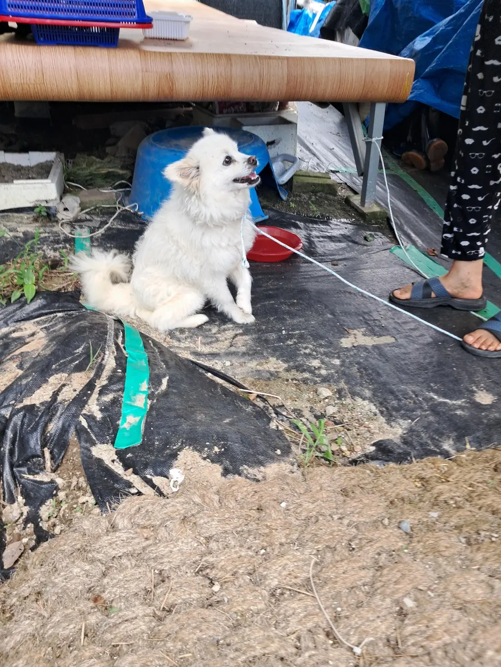 스피츠 보호중 사진