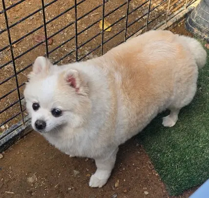 포메라니안 보호중 사진