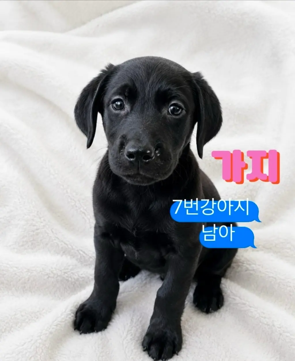 라브라도 리트리버 보호중 사진