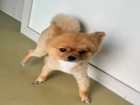 포메라니안 보호중 사진