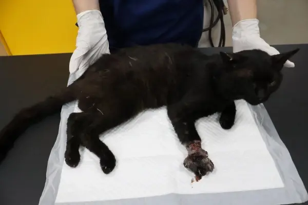 한국 고양이 보호중 사진
