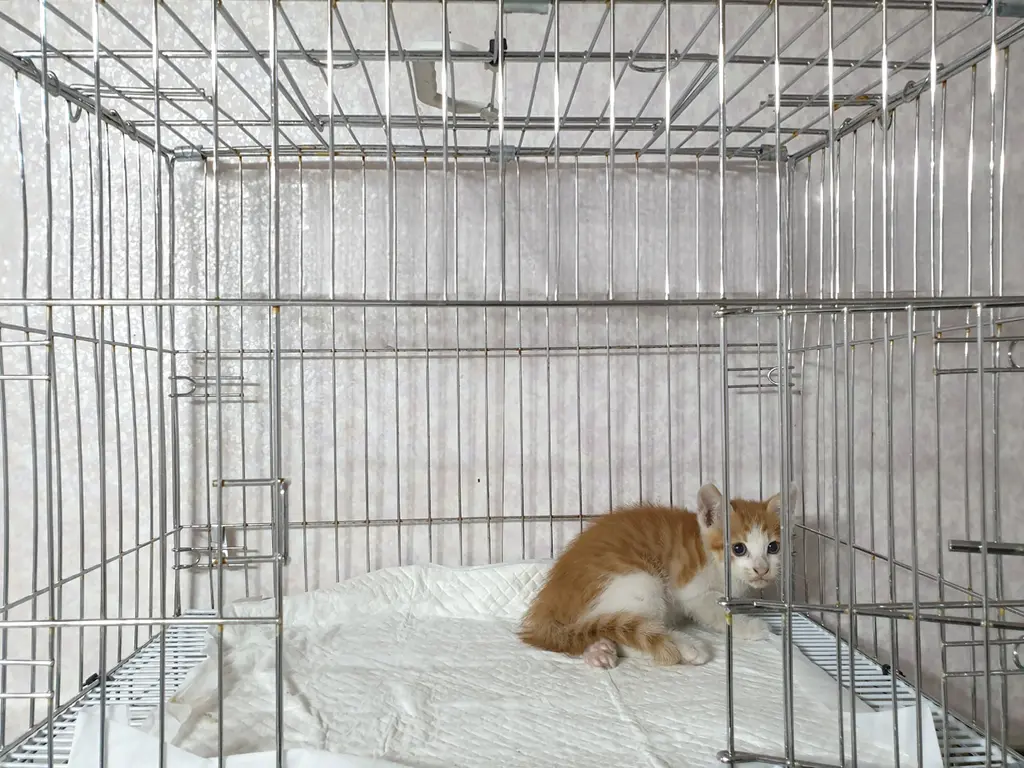 한국 고양이 보호중 사진