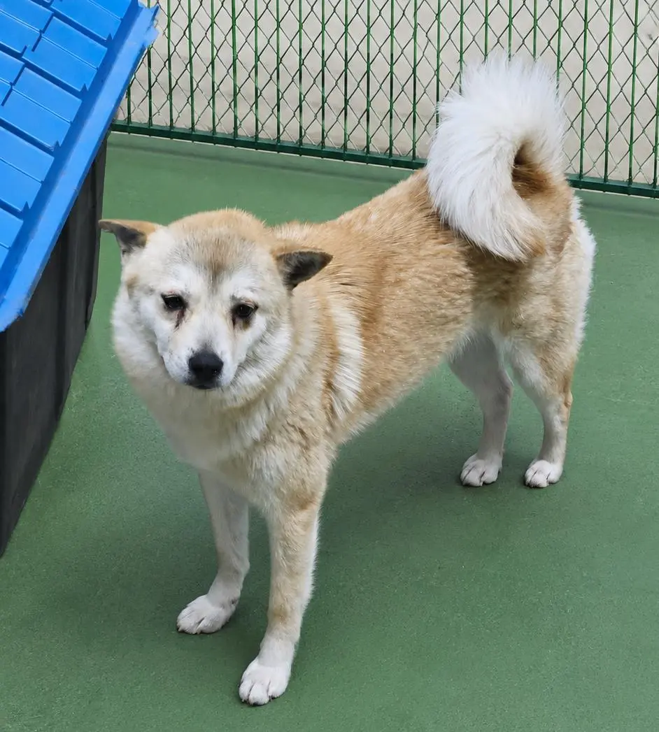 믹스견 보호중 사진