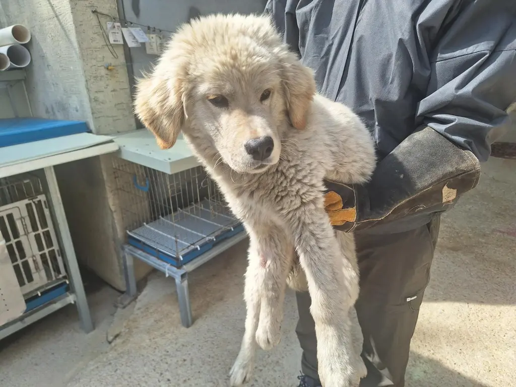 믹스견 보호중 사진