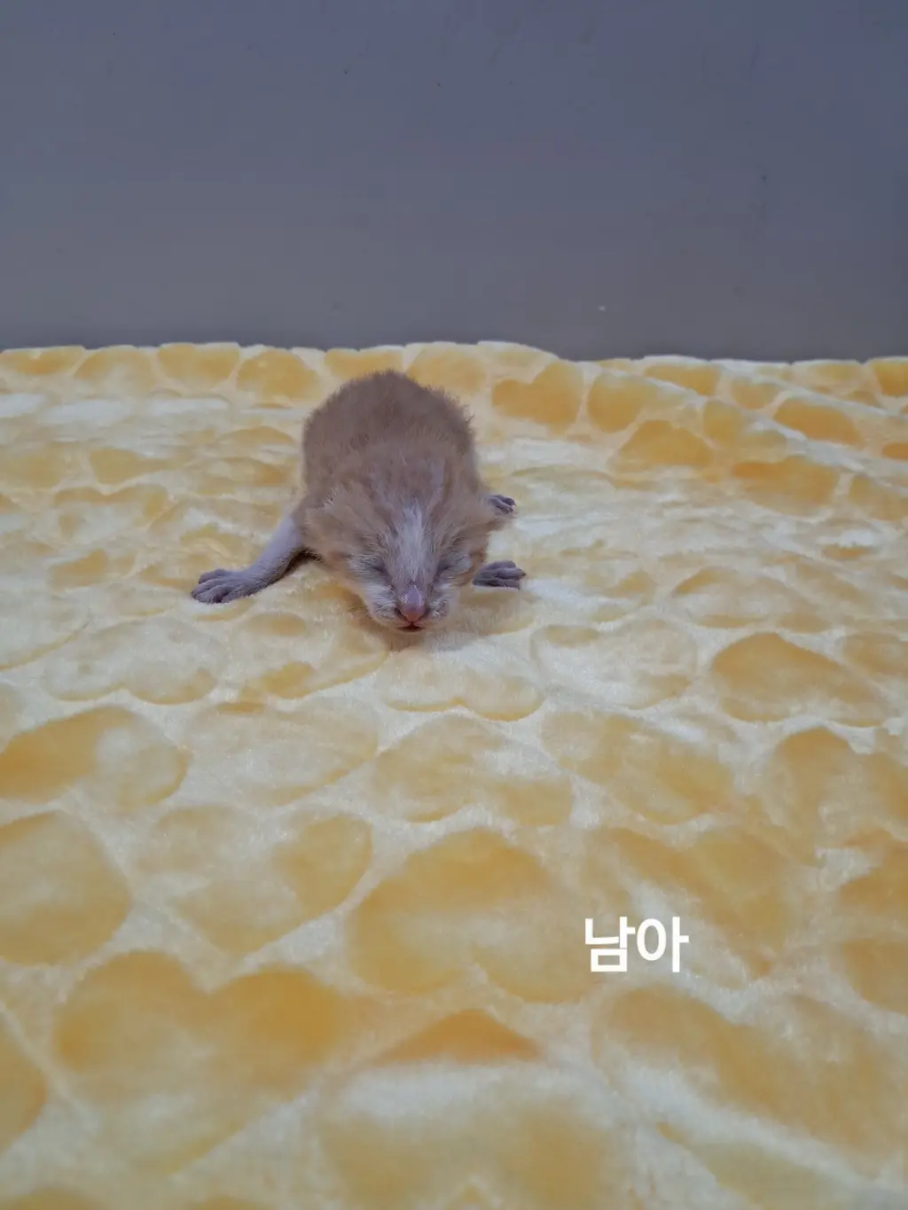한국 고양이 보호중 사진
