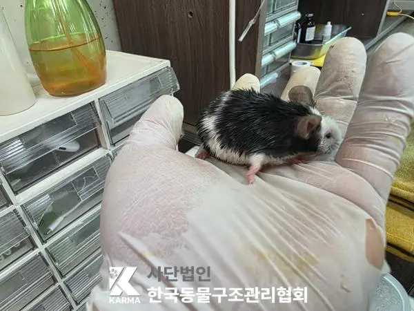 기타축종 보호중 사진