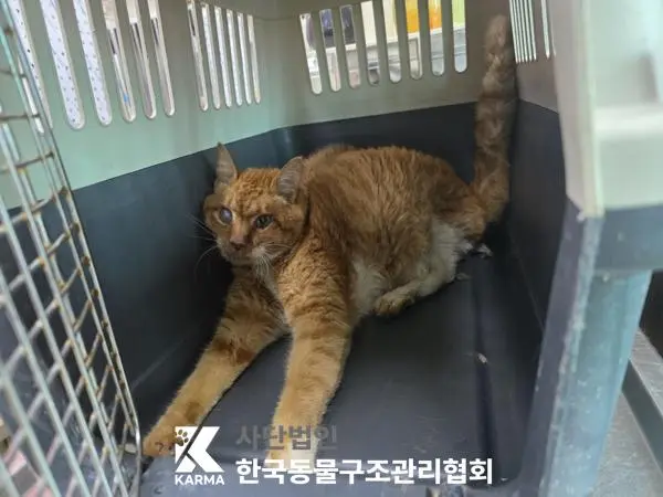 한국 고양이 보호중 사진