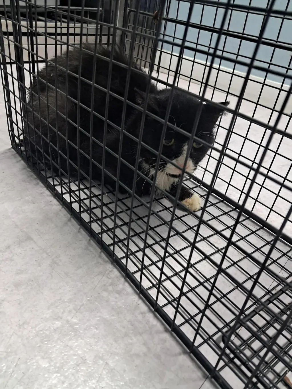 한국 고양이 보호중 사진