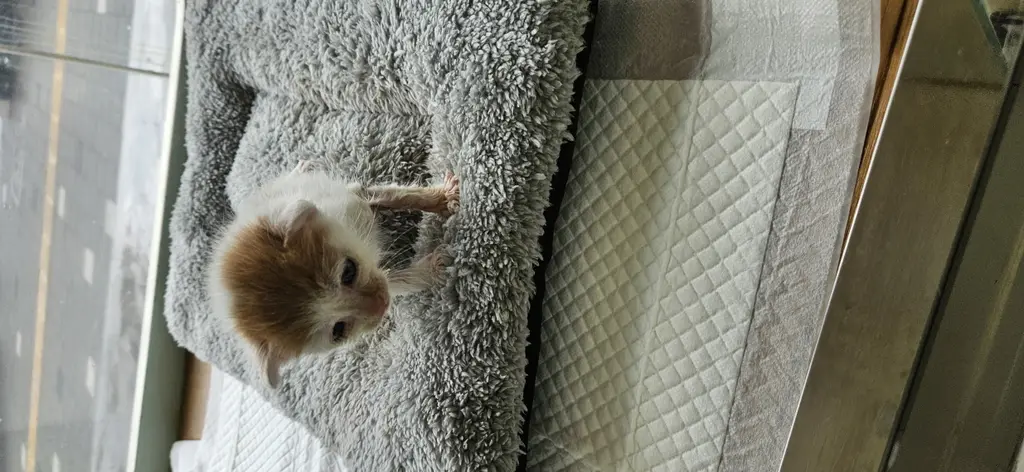 한국 고양이 보호중 사진