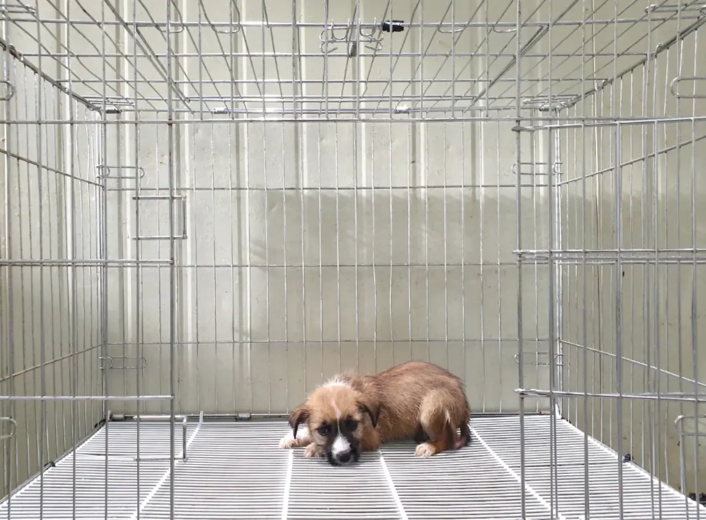 믹스견 보호중 사진