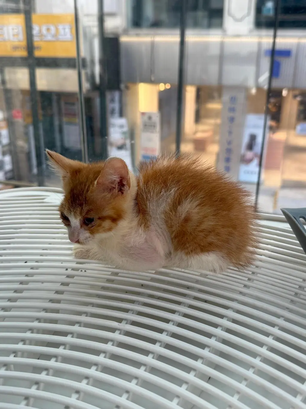 한국 고양이 보호중 사진