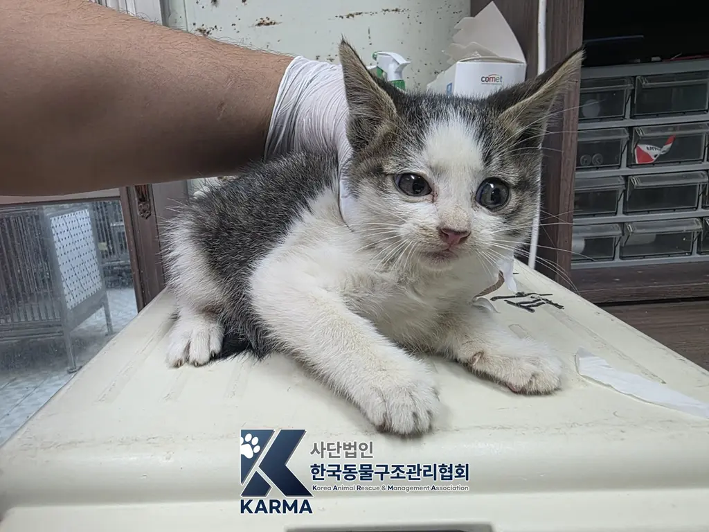 한국 고양이 보호중 사진