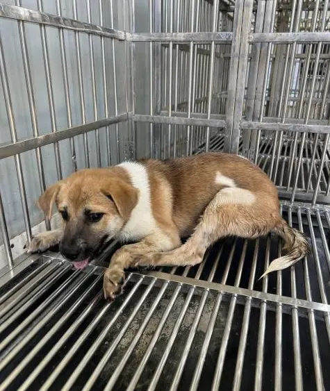 믹스견 보호중 사진