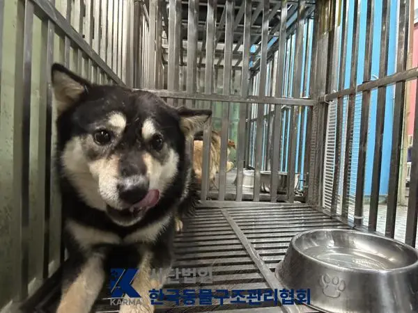 믹스견 보호중 사진