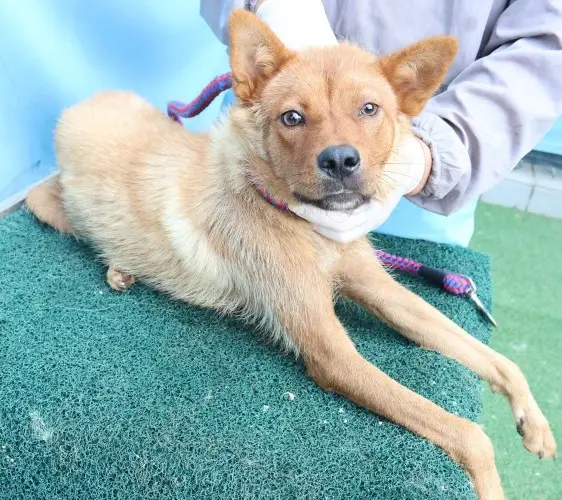 믹스견 보호중 사진
