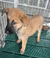 믹스견 보호중 사진