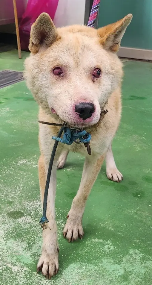 진도견 보호중 사진
