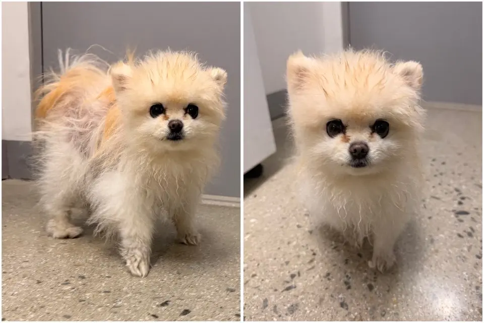 포메라니안 보호중 사진
