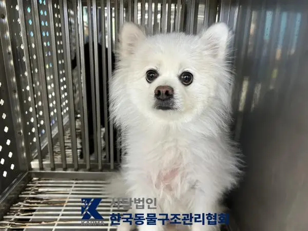 스피츠 보호중 사진
