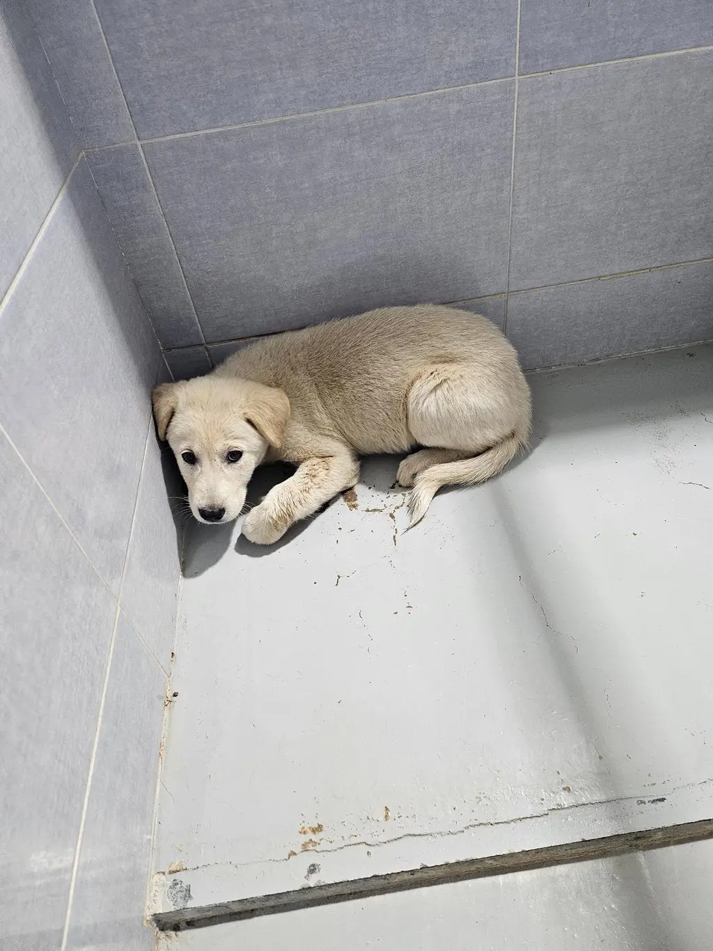 믹스견 보호중 사진