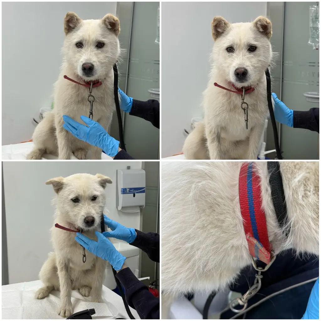 믹스견 보호중 사진