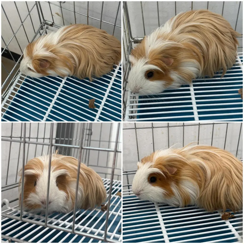 기타축종 보호중 사진