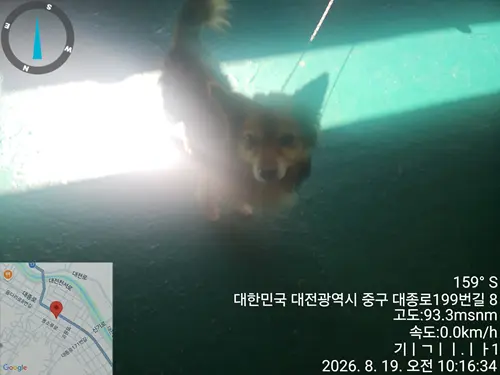 믹스견 보호중 사진