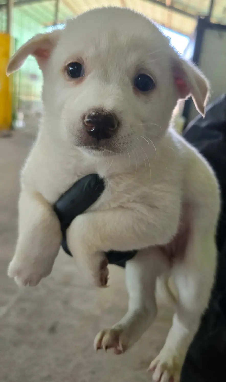 믹스견 보호중 사진