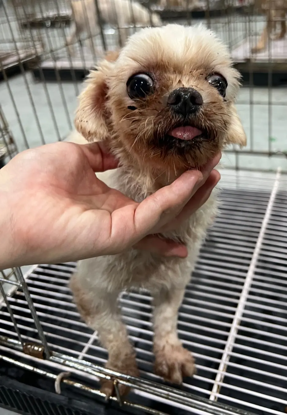 말티즈 보호중 사진