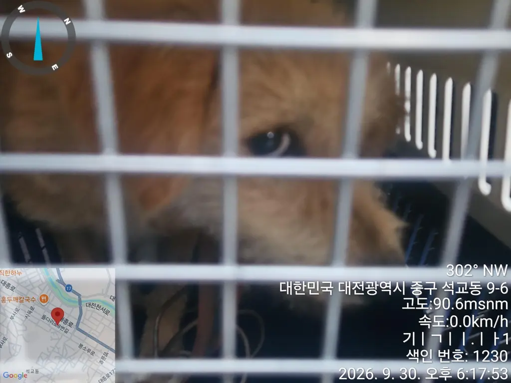 믹스견 보호중 사진