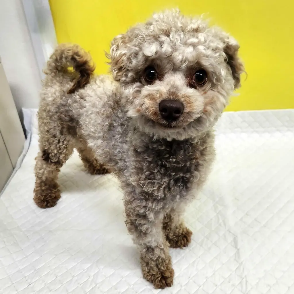 푸들 보호중 사진
