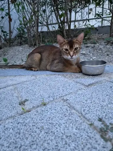 아비시니안 보호중 사진