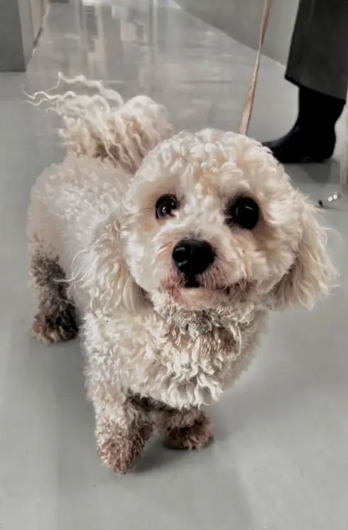 푸들 보호중 사진