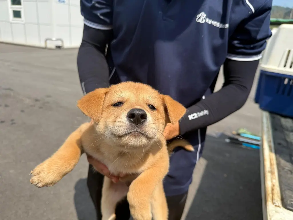 믹스견 보호중 사진
