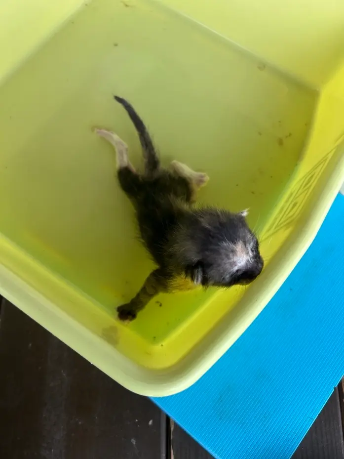 한국 고양이 보호중 사진