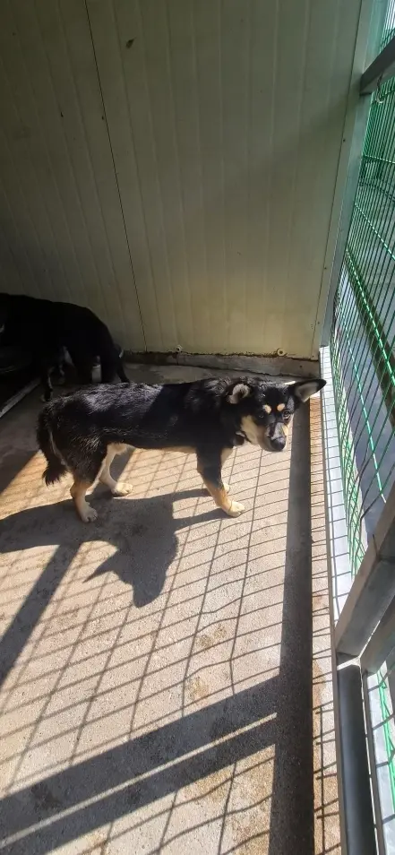 믹스견 보호중 사진