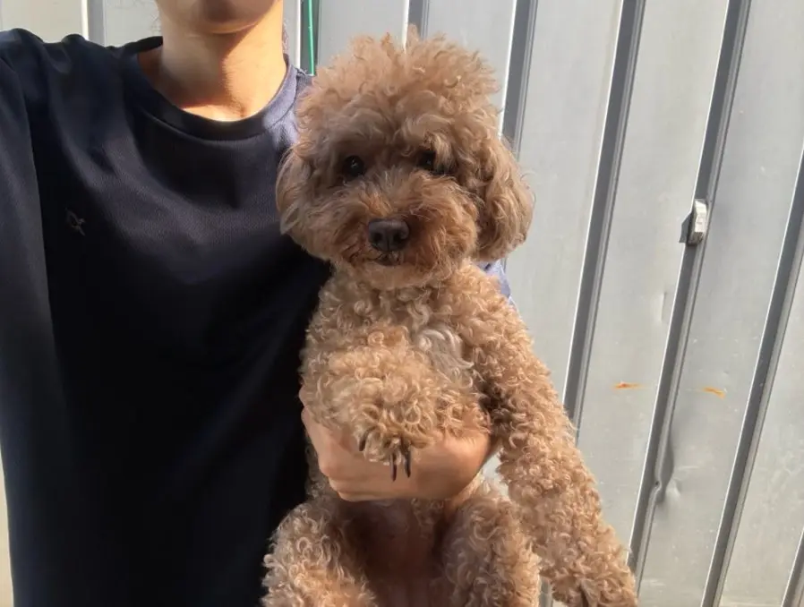 푸들 보호중 사진