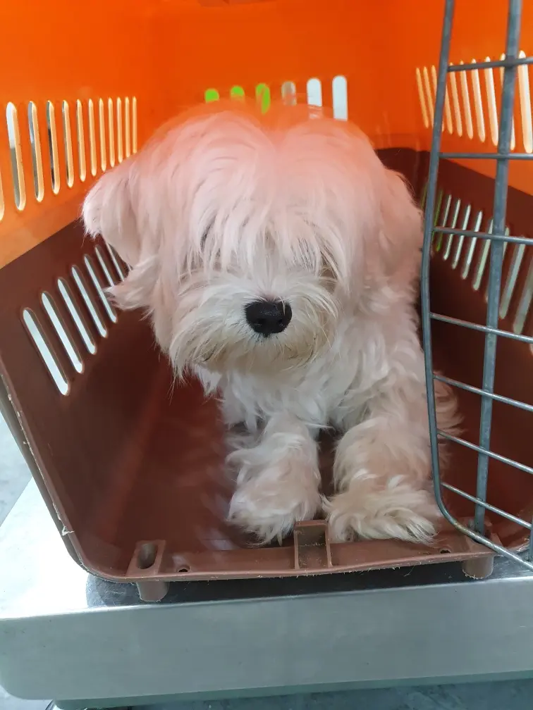 말티즈 보호중 사진