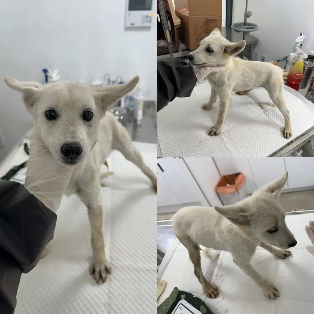 믹스견 보호중 사진