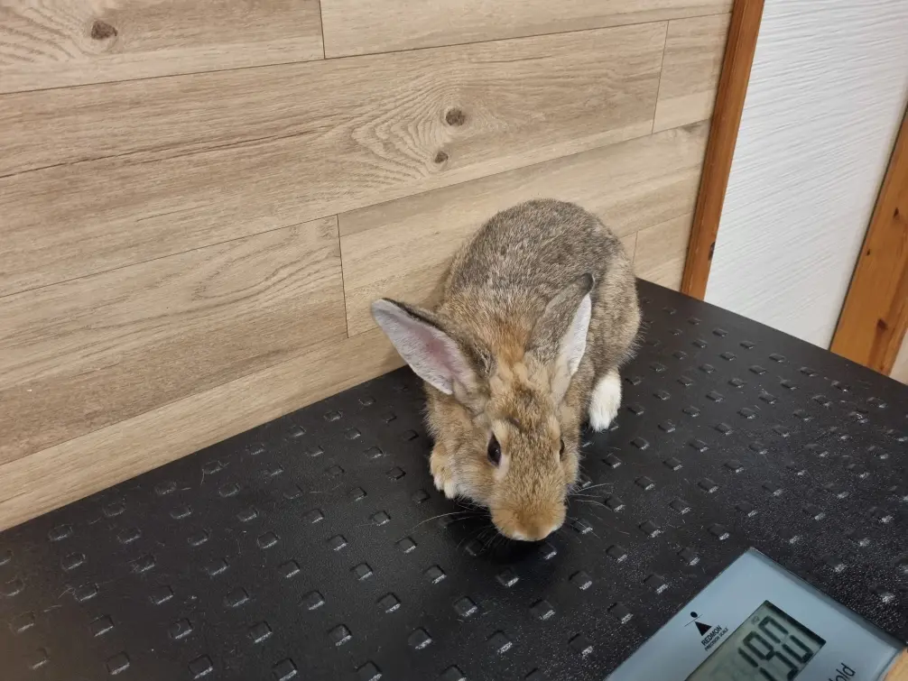 기타축종 보호중 사진