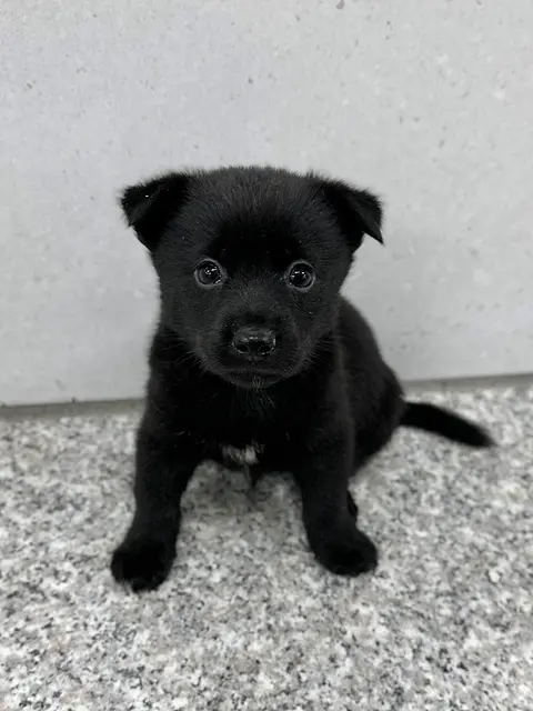 믹스견 보호중 사진