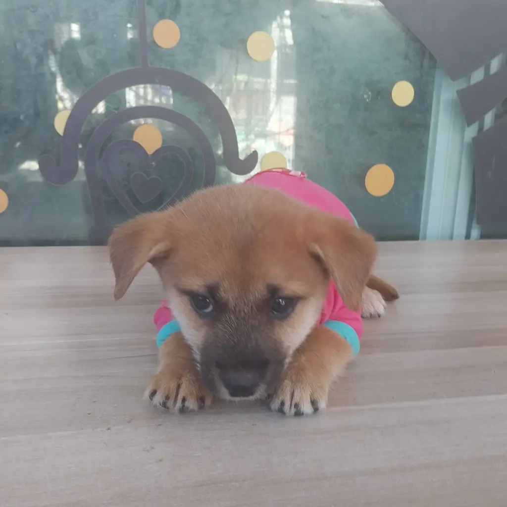 기타 보호중 사진