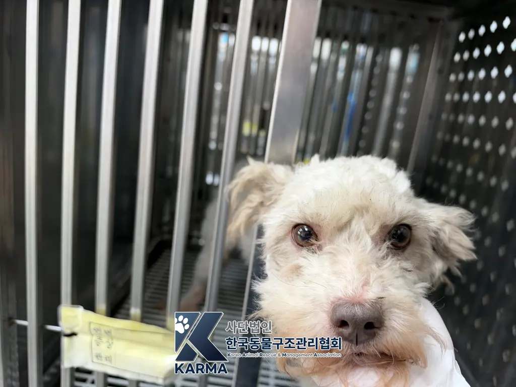 믹스견 보호중 사진